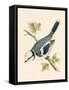 Azure Tit, Illustration from 'A History of the Birds of Europe Not Observed in the British Isles'-English-Framed Stretched Canvas