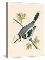 Azure Tit, Illustration from 'A History of the Birds of Europe Not Observed in the British Isles'-English-Stretched Canvas