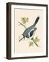 Azure Tit, Illustration from 'A History of the Birds of Europe Not Observed in the British Isles'-English-Framed Giclee Print