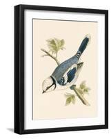 Azure Tit, Illustration from 'A History of the Birds of Europe Not Observed in the British Isles'-English-Framed Giclee Print