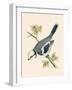 Azure Tit, Illustration from 'A History of the Birds of Europe Not Observed in the British Isles'-English-Framed Giclee Print