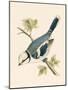 Azure Tit, Illustration from 'A History of the Birds of Europe Not Observed in the British Isles'-English-Mounted Giclee Print