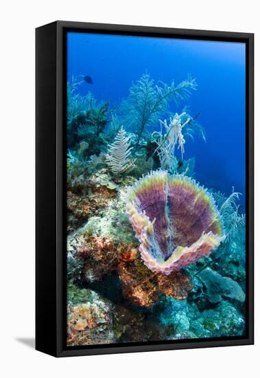 Azure Vase Sponge, Jardines De La Reina National Park Cuba, Caribbean-Pete Oxford-Framed Stretched Canvas