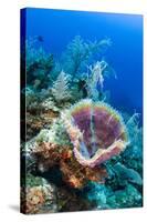 Azure Vase Sponge, Jardines De La Reina National Park Cuba, Caribbean-Pete Oxford-Stretched Canvas