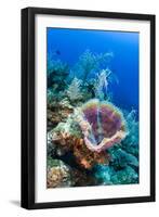 Azure Vase Sponge, Jardines De La Reina National Park Cuba, Caribbean-Pete Oxford-Framed Photographic Print