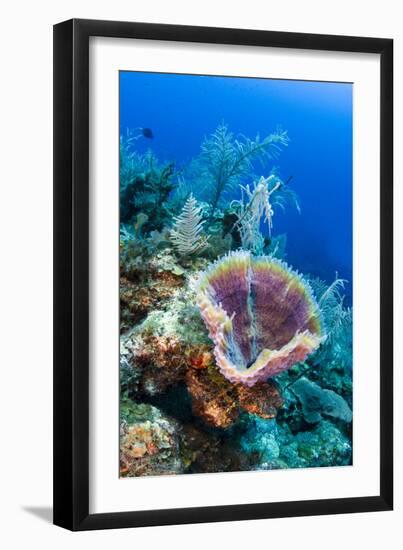 Azure Vase Sponge, Jardines De La Reina National Park Cuba, Caribbean-Pete Oxford-Framed Photographic Print