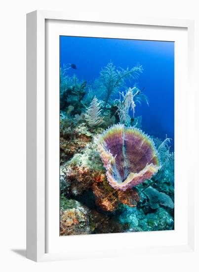 Azure Vase Sponge, Jardines De La Reina National Park Cuba, Caribbean-Pete Oxford-Framed Photographic Print