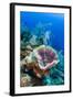 Azure Vase Sponge, Jardines De La Reina National Park Cuba, Caribbean-Pete Oxford-Framed Photographic Print