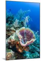 Azure Vase Sponge, Jardines De La Reina National Park Cuba, Caribbean-Pete Oxford-Mounted Photographic Print