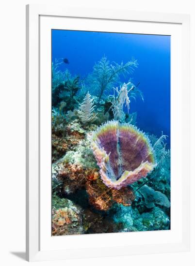 Azure Vase Sponge, Jardines De La Reina National Park Cuba, Caribbean-Pete Oxford-Framed Photographic Print