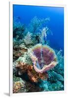 Azure Vase Sponge, Jardines De La Reina National Park Cuba, Caribbean-Pete Oxford-Framed Premium Photographic Print