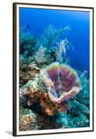 Azure Vase Sponge, Jardines De La Reina National Park Cuba, Caribbean-Pete Oxford-Framed Premium Photographic Print