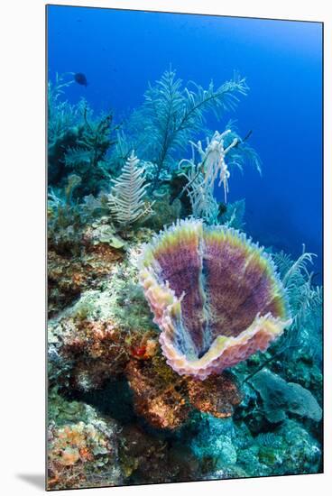 Azure Vase Sponge, Jardines De La Reina National Park Cuba, Caribbean-Pete Oxford-Mounted Premium Photographic Print