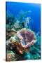 Azure Vase Sponge, Jardines De La Reina National Park Cuba, Caribbean-Pete Oxford-Stretched Canvas