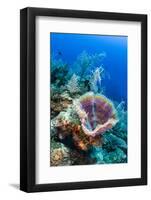 Azure Vase Sponge, Jardines De La Reina National Park Cuba, Caribbean-Pete Oxford-Framed Premium Photographic Print