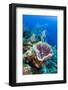 Azure Vase Sponge, Jardines De La Reina National Park Cuba, Caribbean-Pete Oxford-Framed Premium Photographic Print