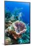 Azure Vase Sponge, Jardines De La Reina National Park Cuba, Caribbean-Pete Oxford-Mounted Premium Photographic Print