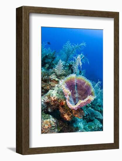 Azure Vase Sponge, Jardines De La Reina National Park Cuba, Caribbean-Pete Oxford-Framed Photographic Print