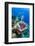 Azure Vase Sponge, Jardines De La Reina National Park Cuba, Caribbean-Pete Oxford-Framed Photographic Print