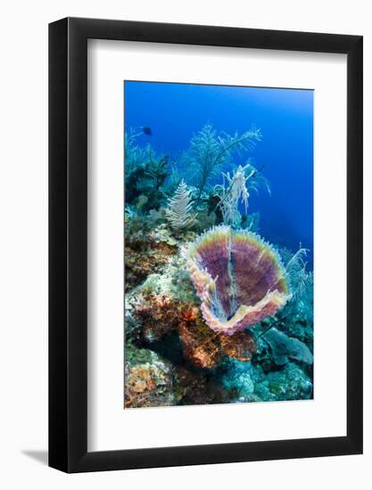 Azure Vase Sponge, Jardines De La Reina National Park Cuba, Caribbean-Pete Oxford-Framed Photographic Print