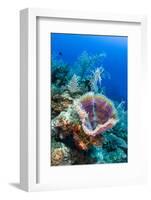 Azure Vase Sponge, Jardines De La Reina National Park Cuba, Caribbean-Pete Oxford-Framed Photographic Print