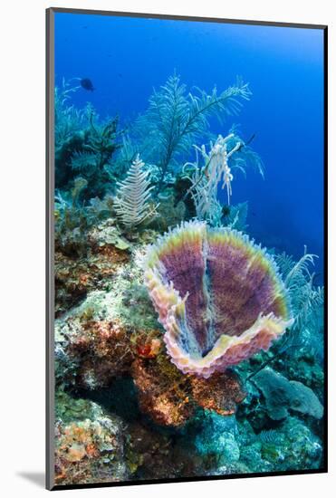 Azure Vase Sponge, Jardines De La Reina National Park Cuba, Caribbean-Pete Oxford-Mounted Photographic Print