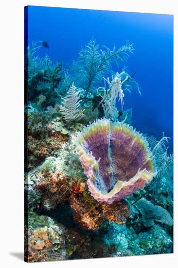 Azure Vase Sponge, Jardines De La Reina National Park Cuba, Caribbean-Pete Oxford-Stretched Canvas