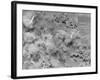 B-17 Flying Fortresses Dropping Bombs-null-Framed Photographic Print