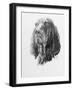 B and T Coonhound-Barbara Keith-Framed Giclee Print