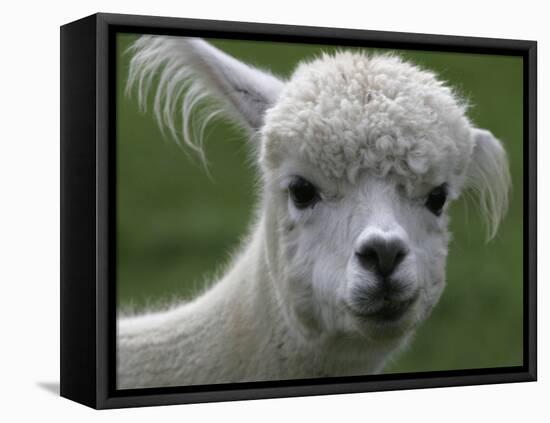 B.C., a 3-Year-Old Alpaca, at the Nu Leafe Alpaca Farm in West Berlin, Vermont-Toby Talbot-Framed Stretched Canvas