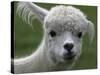 B.C., a 3-Year-Old Alpaca, at the Nu Leafe Alpaca Farm in West Berlin, Vermont-Toby Talbot-Stretched Canvas