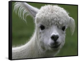 B.C., a 3-Year-Old Alpaca, at the Nu Leafe Alpaca Farm in West Berlin, Vermont-Toby Talbot-Framed Stretched Canvas