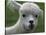 B.C., a 3-Year-Old Alpaca, at the Nu Leafe Alpaca Farm in West Berlin, Vermont-Toby Talbot-Stretched Canvas