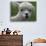 B.C., a 3-Year-Old Alpaca, at the Nu Leafe Alpaca Farm in West Berlin, Vermont-Toby Talbot-Premium Photographic Print displayed on a wall