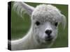 B.C., a 3-Year-Old Alpaca, at the Nu Leafe Alpaca Farm in West Berlin, Vermont-Toby Talbot-Stretched Canvas