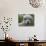 B.C., a 3-Year-Old Alpaca, at the Nu Leafe Alpaca Farm in West Berlin, Vermont-Toby Talbot-Photographic Print displayed on a wall