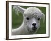 B.C., a 3-Year-Old Alpaca, at the Nu Leafe Alpaca Farm in West Berlin, Vermont-Toby Talbot-Framed Photographic Print