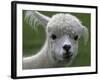 B.C., a 3-Year-Old Alpaca, at the Nu Leafe Alpaca Farm in West Berlin, Vermont-Toby Talbot-Framed Photographic Print