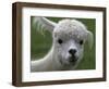 B.C., a 3-Year-Old Alpaca, at the Nu Leafe Alpaca Farm in West Berlin, Vermont-Toby Talbot-Framed Photographic Print