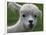 B.C., a 3-Year-Old Alpaca, at the Nu Leafe Alpaca Farm in West Berlin, Vermont-Toby Talbot-Framed Photographic Print