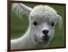 B.C., a 3-Year-Old Alpaca, at the Nu Leafe Alpaca Farm in West Berlin, Vermont-Toby Talbot-Framed Photographic Print