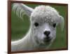 B.C., a 3-Year-Old Alpaca, at the Nu Leafe Alpaca Farm in West Berlin, Vermont-Toby Talbot-Framed Photographic Print