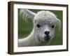 B.C., a 3-Year-Old Alpaca, at the Nu Leafe Alpaca Farm in West Berlin, Vermont-Toby Talbot-Framed Photographic Print