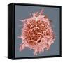 B-cell, SEM-Steve Gschmeissner-Framed Stretched Canvas