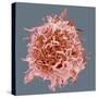 B-cell, SEM-Steve Gschmeissner-Stretched Canvas