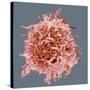 B-cell, SEM-Steve Gschmeissner-Stretched Canvas