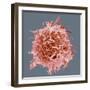 B-cell, SEM-Steve Gschmeissner-Framed Premium Photographic Print