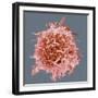 B-cell, SEM-Steve Gschmeissner-Framed Premium Photographic Print