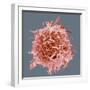 B-cell, SEM-Steve Gschmeissner-Framed Premium Photographic Print