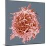 B-cell, SEM-Steve Gschmeissner-Mounted Premium Photographic Print